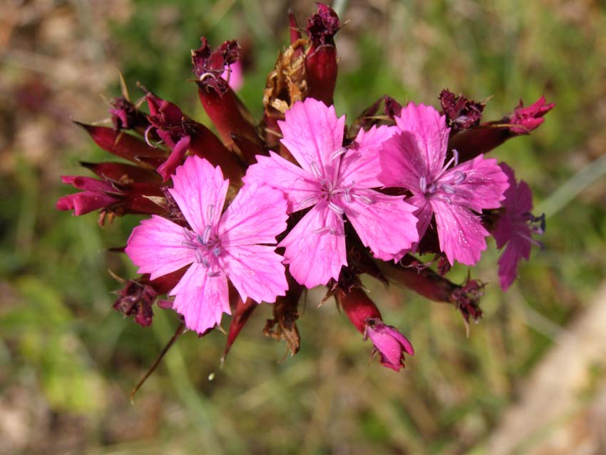 P7261088