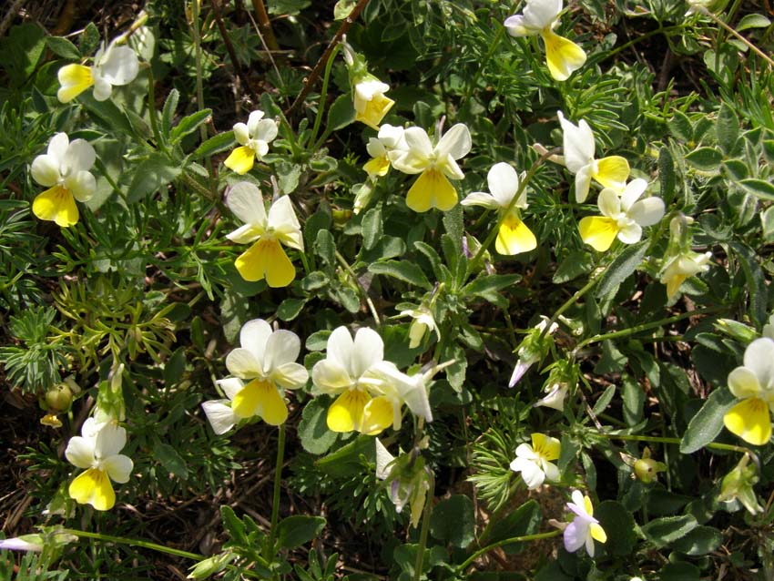 P7261093