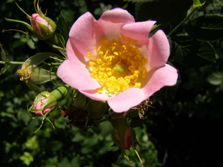 P6210445