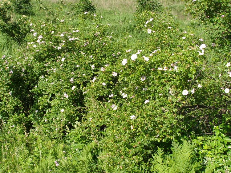 P6210446
