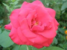 P8310621