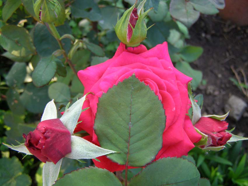 P5240827