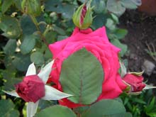 P5240827
