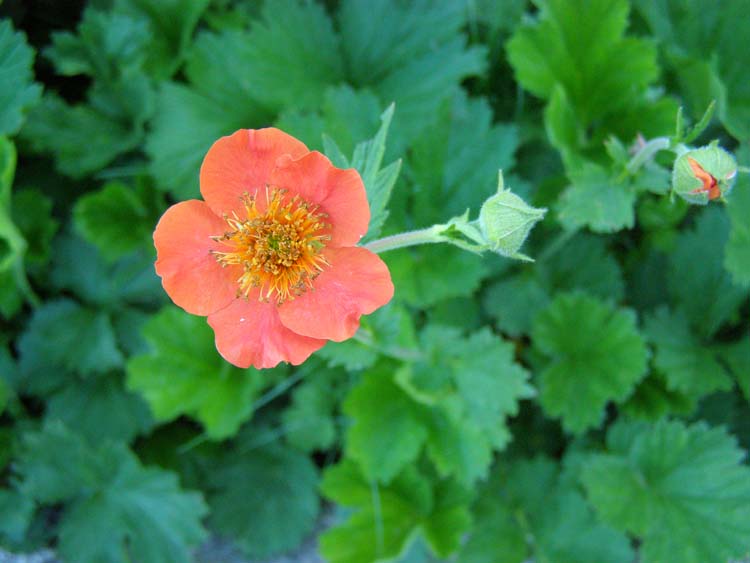 P7060504