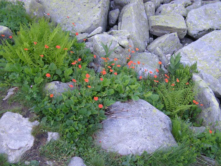 P7060527