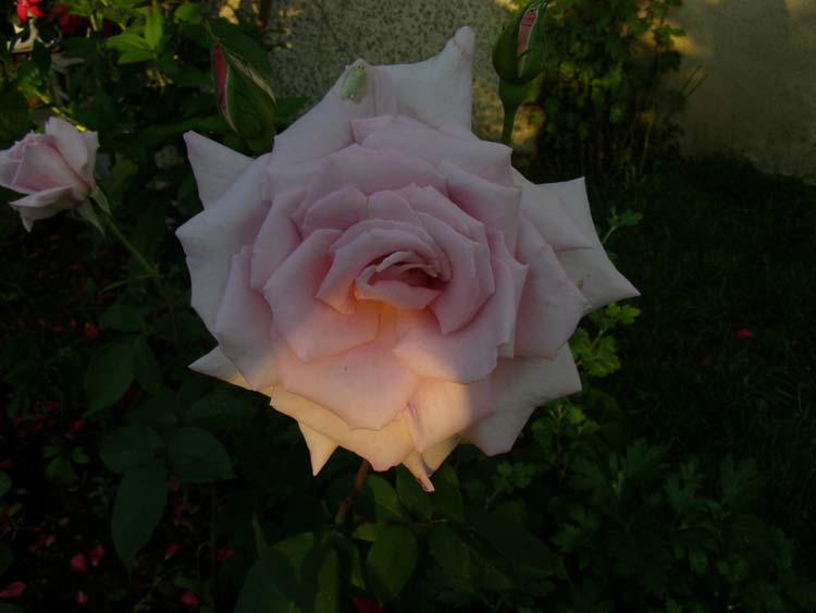 P6010305