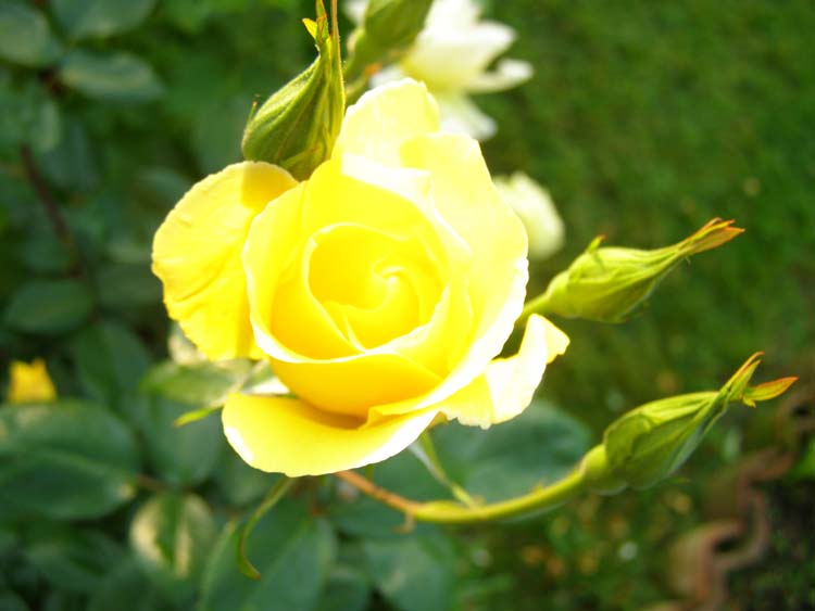 P6010306