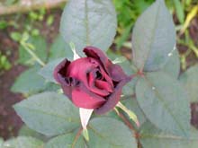 P6010325